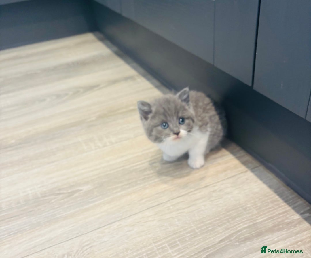 British Shorthair cats for sale: Beautiful British short hair kittens  - Image 7