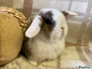 Mini Lop rabbits Mini lop - Advert 11