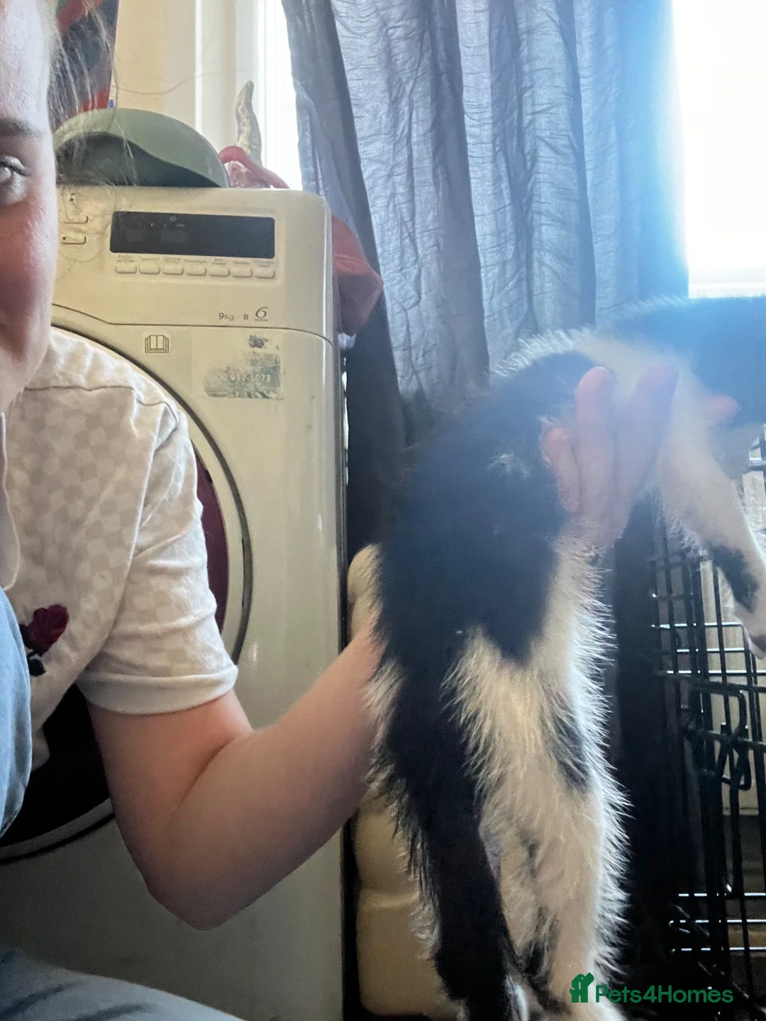 Mixed Breed cats for sale: Female kitten  in Stroud - Advert 1