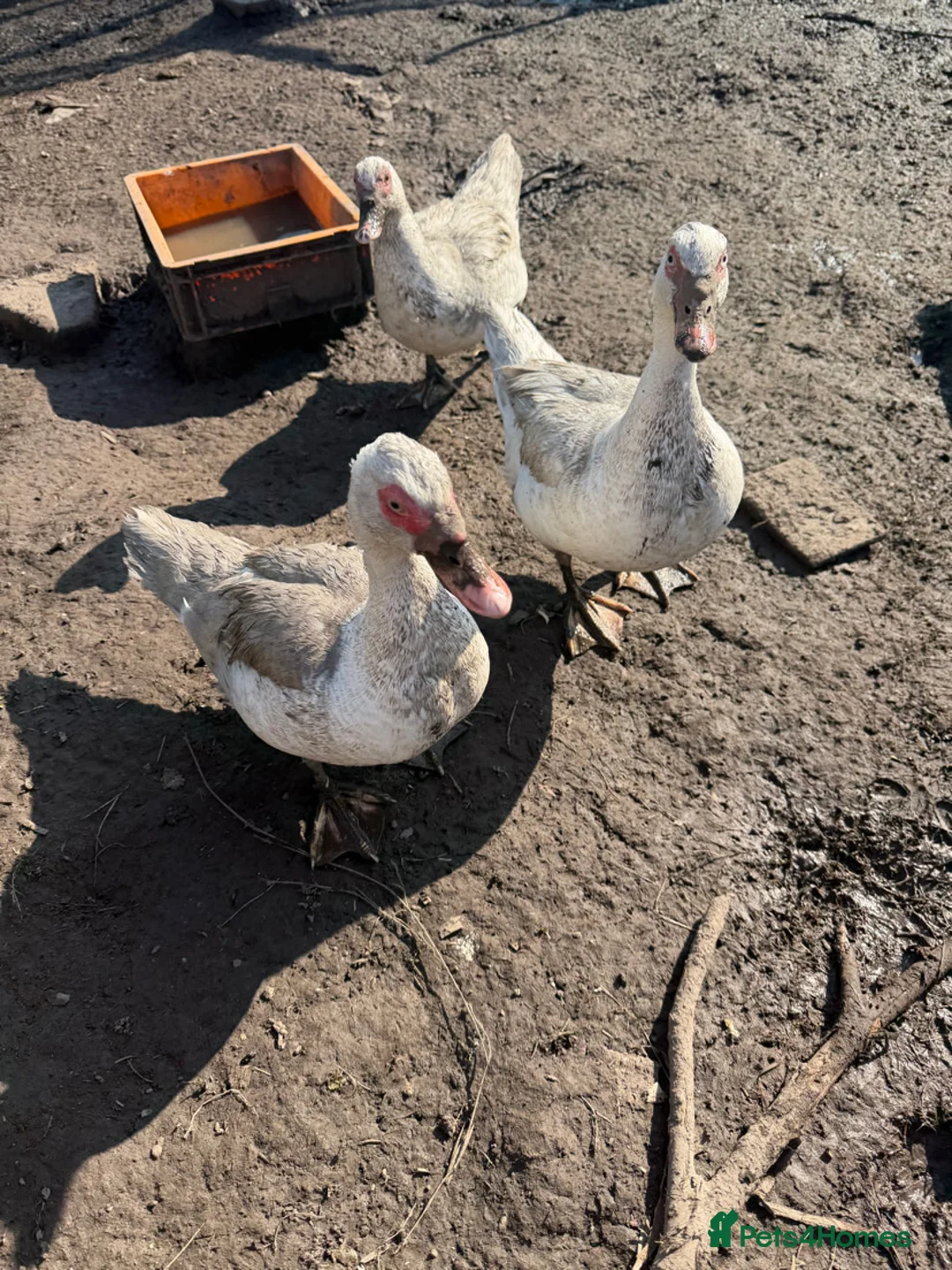 Ducks poultry for sale: Rescue Muscovy ducks  - Advert 5