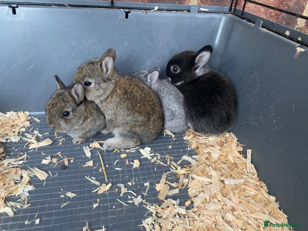 Netherland Dwarf rabbits for sale: Gorgeous Netherland Dwarf Rabbits - Ready in Sept - Image 9