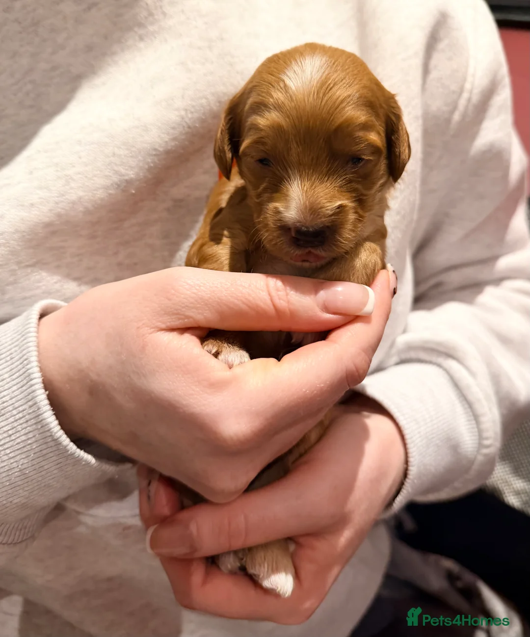 Mixed Breed dogs for sale: Loodlepoo Puppies  - Advert 29