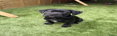 Cane Corso 3