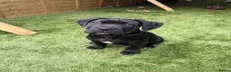 Cane Corso dogs for sale: Cane corso puppies - Advert 21