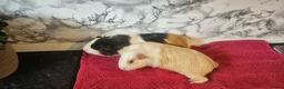 Guinea Pig rodents for sale: 2 6 month old female  - Advert 3