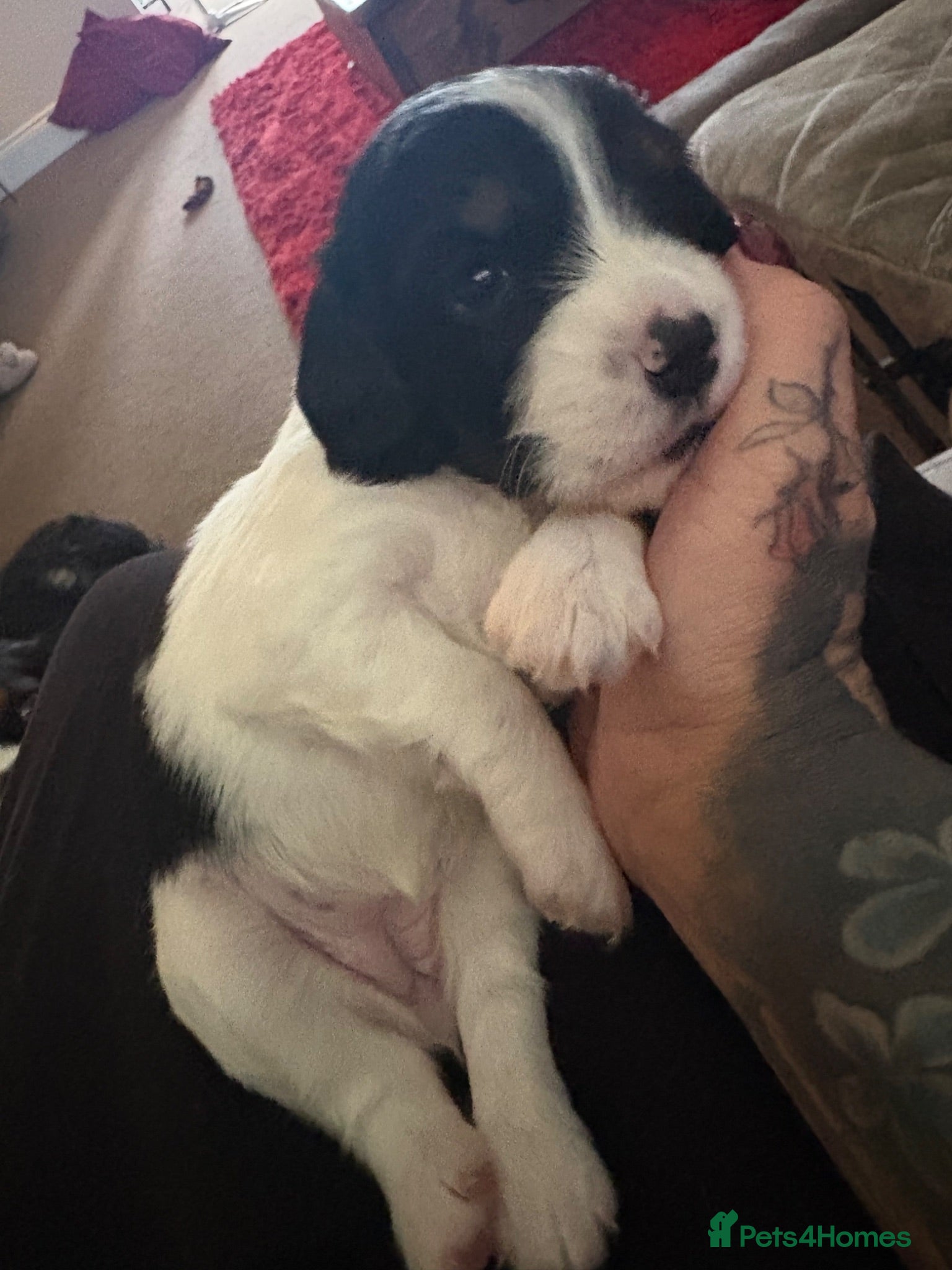 Mixed Breed dogs Beautiful Cavapoo puppies - Advert 18