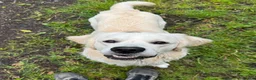 Golden Retriever dogs for stud: Golden retriever for stud  in Aberdare - Advert 3