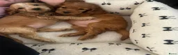 Cocker Spaniel dogs for sale: ⭐️Stunning show cocker spaniel puppies READY NOW - Advert 9