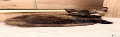Mixed Breed 3