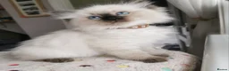 Ragdoll cats for sale: Ragdoll  - Advert 9