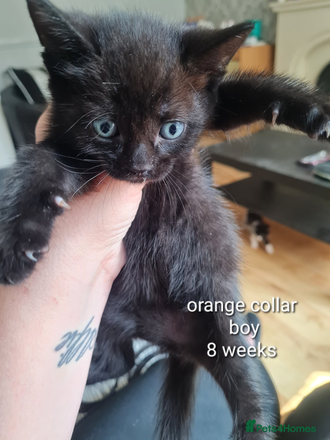 Mixed Breed cats for sale: 3 girls 2 boys kittens ready now  - Image 5