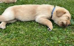 Labrador Retriever dogs for sale: Beautiful Labrador Puppies  - Image 18