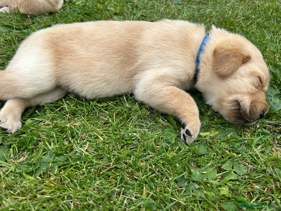 Labrador Retriever dogs for sale: Beautiful Labrador Puppies  - Image 18