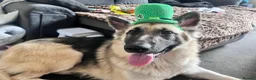 German Shepherd dogs for sale: 1 year German Sheperd  in Grimsby - Advert 2