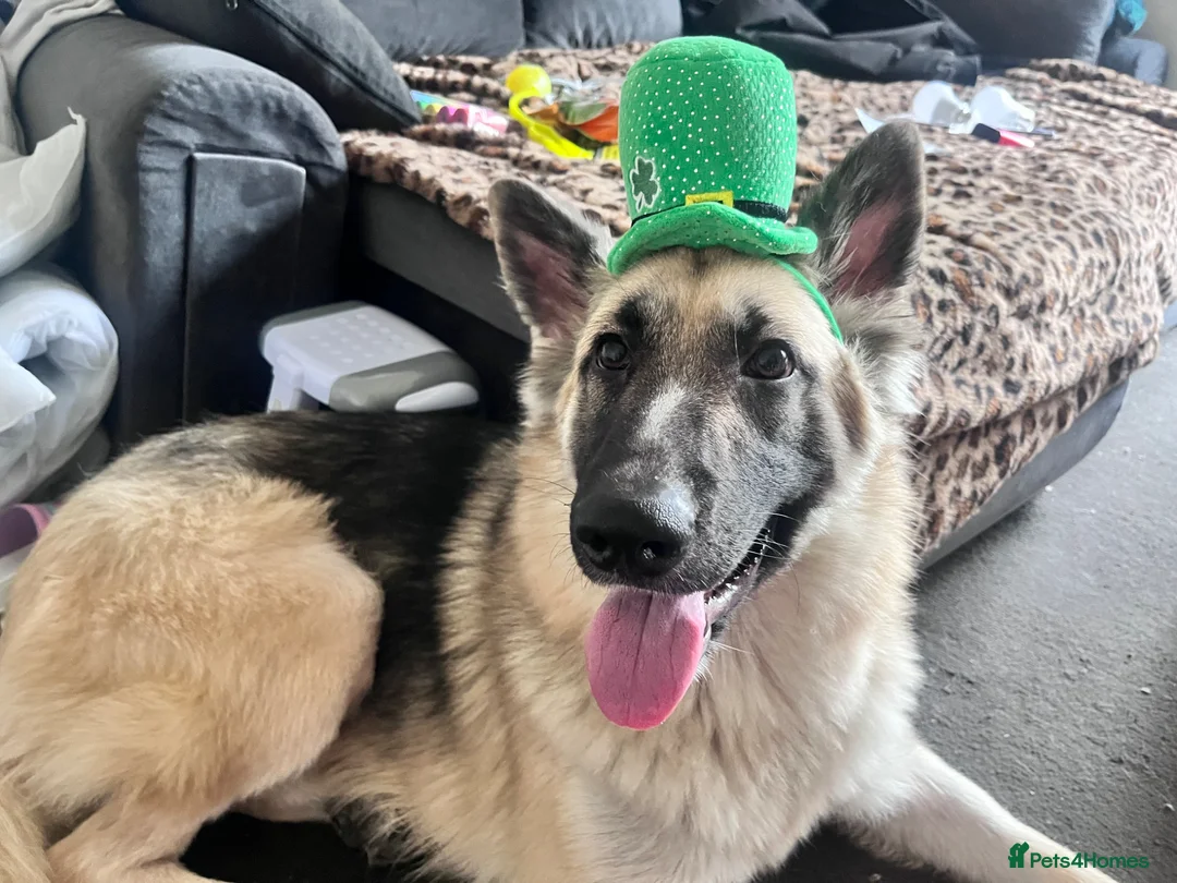 German Shepherd dogs for sale: 1 year German Sheperd  in Grimsby - Advert 2