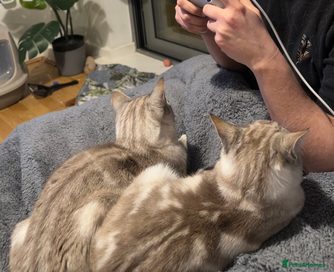 Bengal cats for sale: Buzz and Woody - Image 15