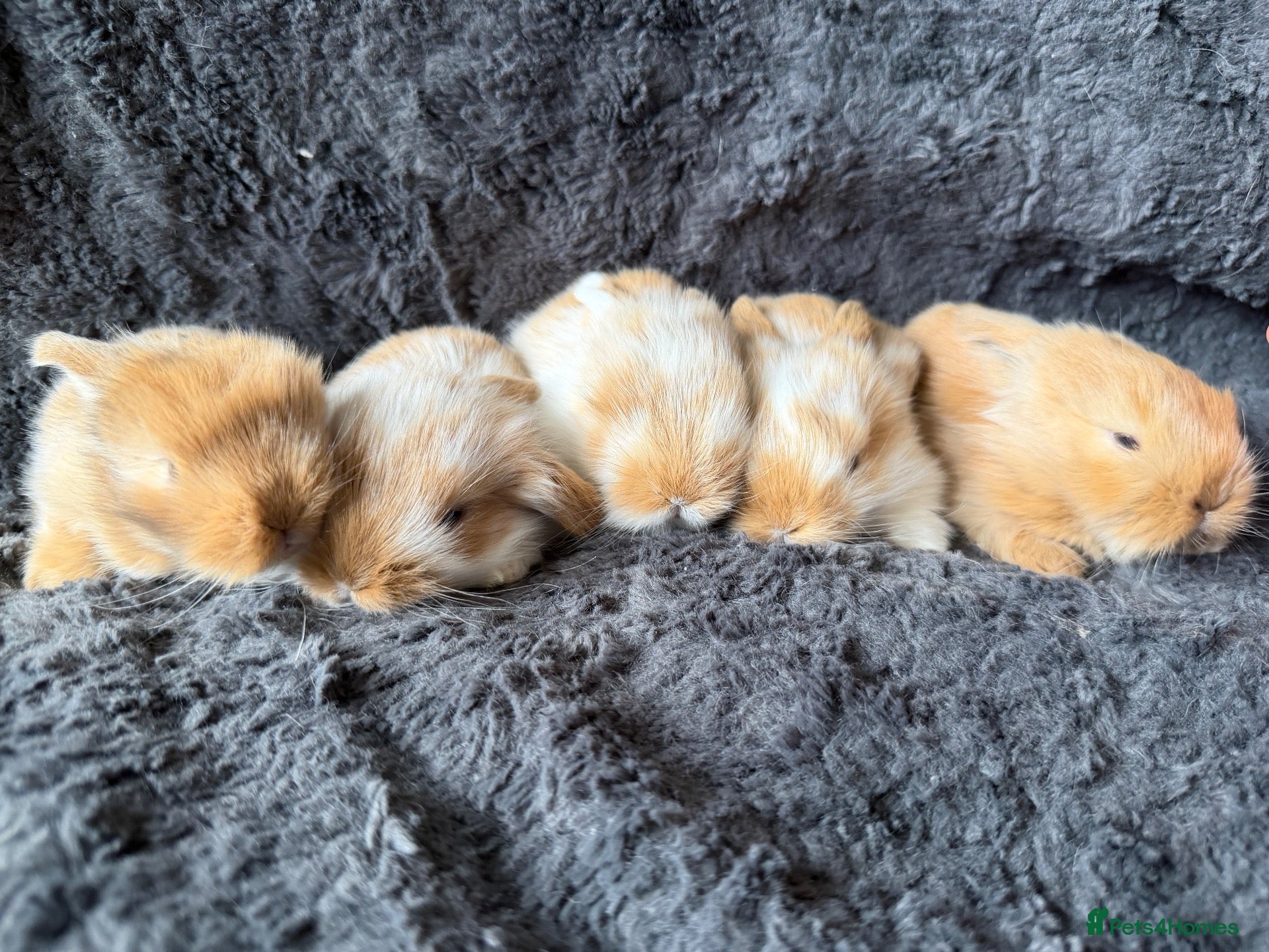 Mini Lop rabbits Mini Lion Lop Bunnies - Advert 1