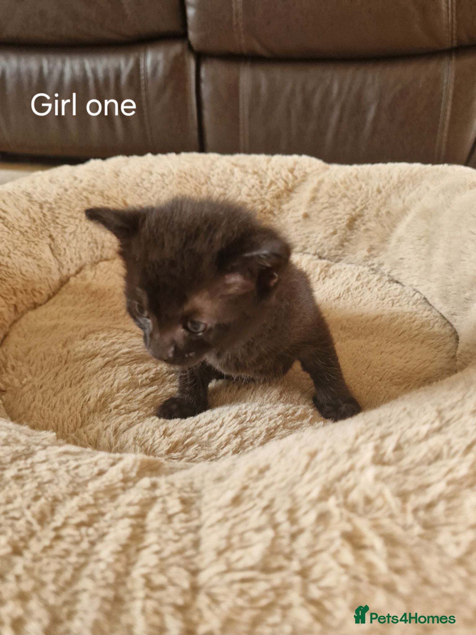 Domestic Shorthair cats Beautiful Domestic Shorthair Girl Kitten - Advert 9