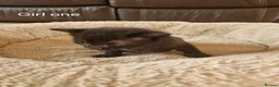 Domestic Shorthair cats for sale: Beautiful Domestic Shorthair Girl Kitten - Advert 1