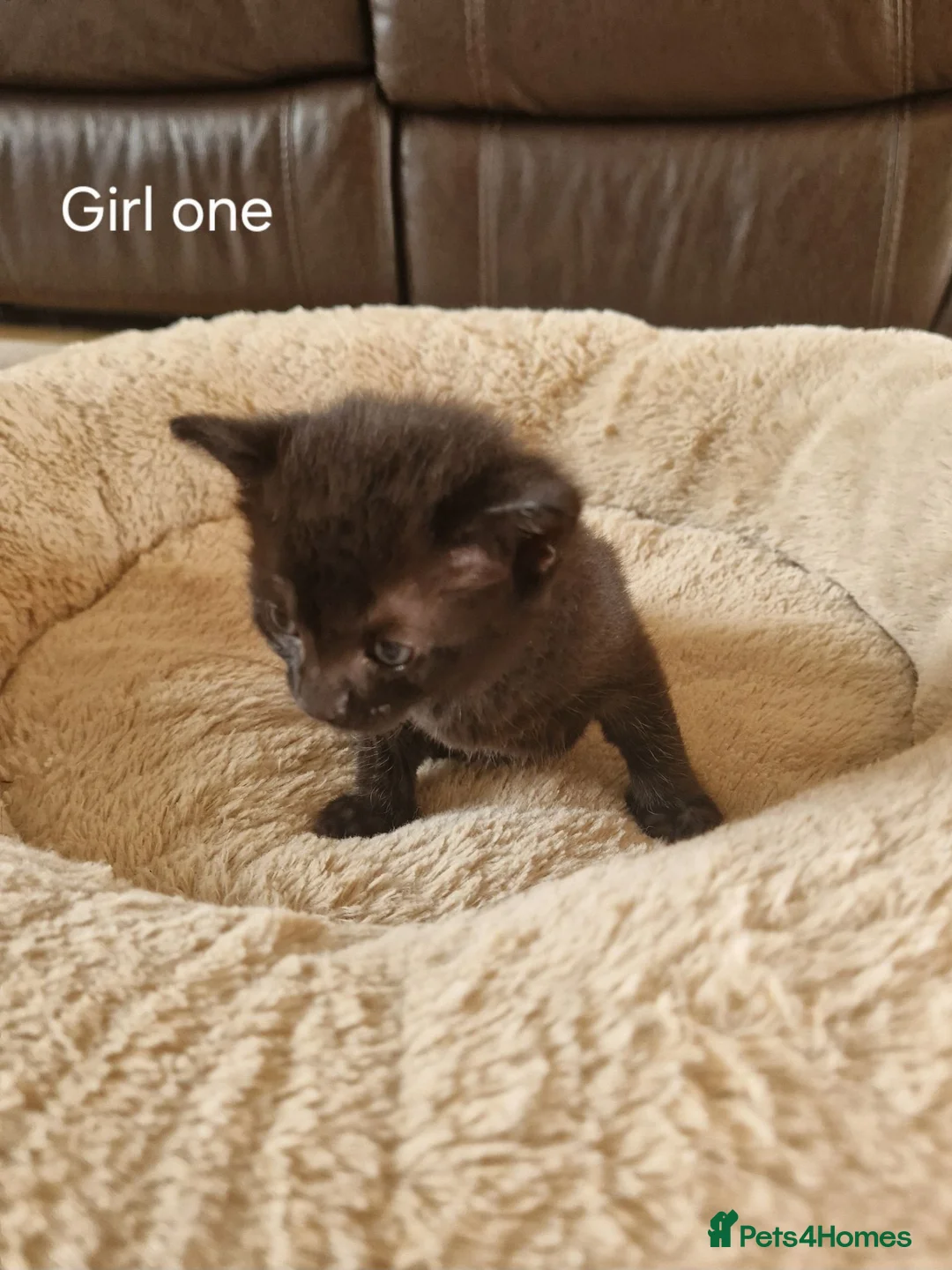 Domestic Shorthair cats for sale: Beautiful Domestic Shorthair Girl Kitten - Advert 1