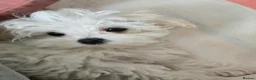 Maltese dogs for sale: Adorable tiny Maltese  - Advert 7
