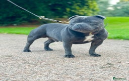 Staffordshire Bull Terrier dogs for sale: SIMPLY STUNNING COI 5.4% - Advert 15