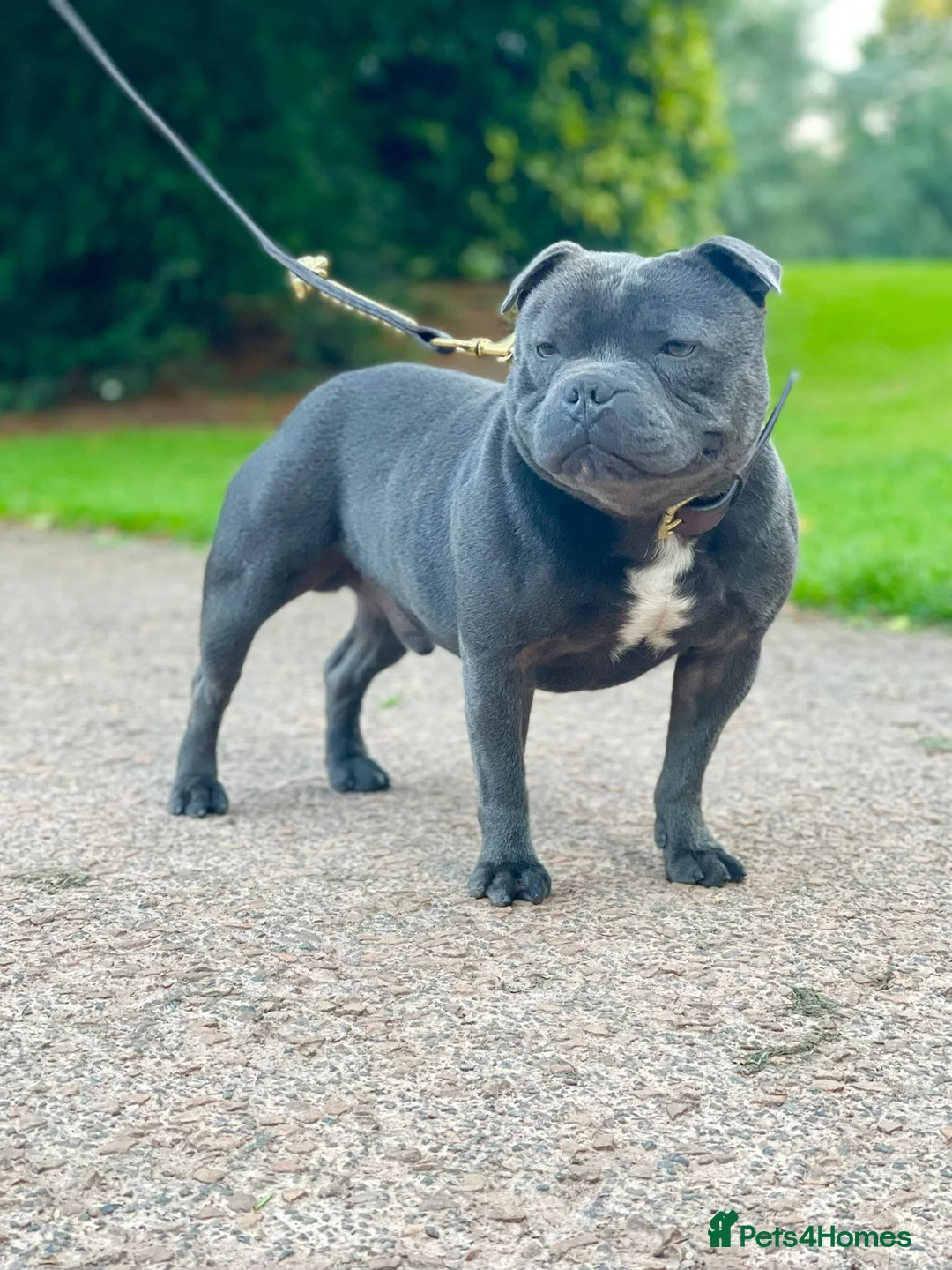 Staffordshire Bull Terrier dogs for sale: SIMPLY STUNNING COI 5.4% - Advert 16