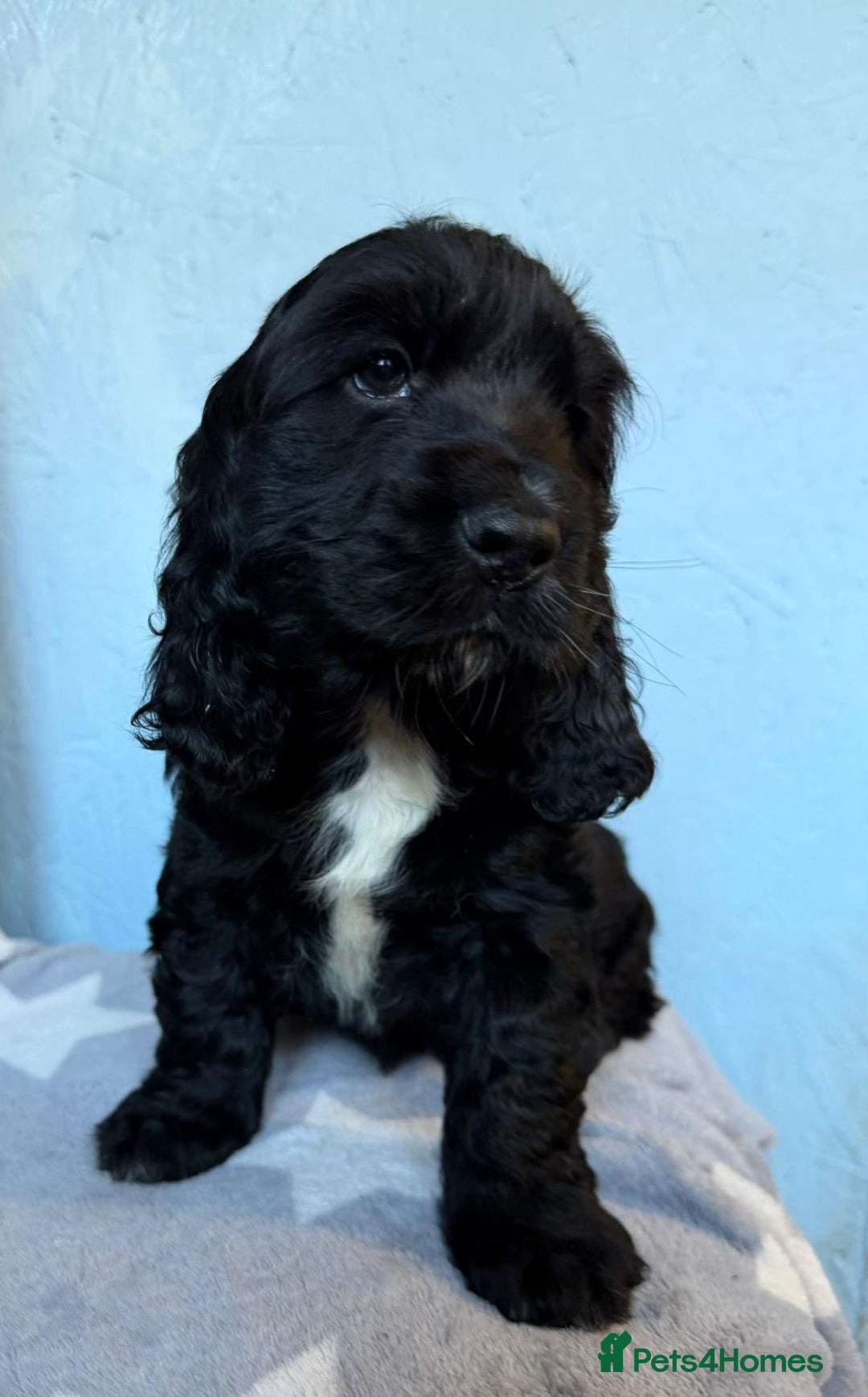 Cocker Spaniel dogs for sale: Show type Cocker Spaniel puppies  - Advert 17