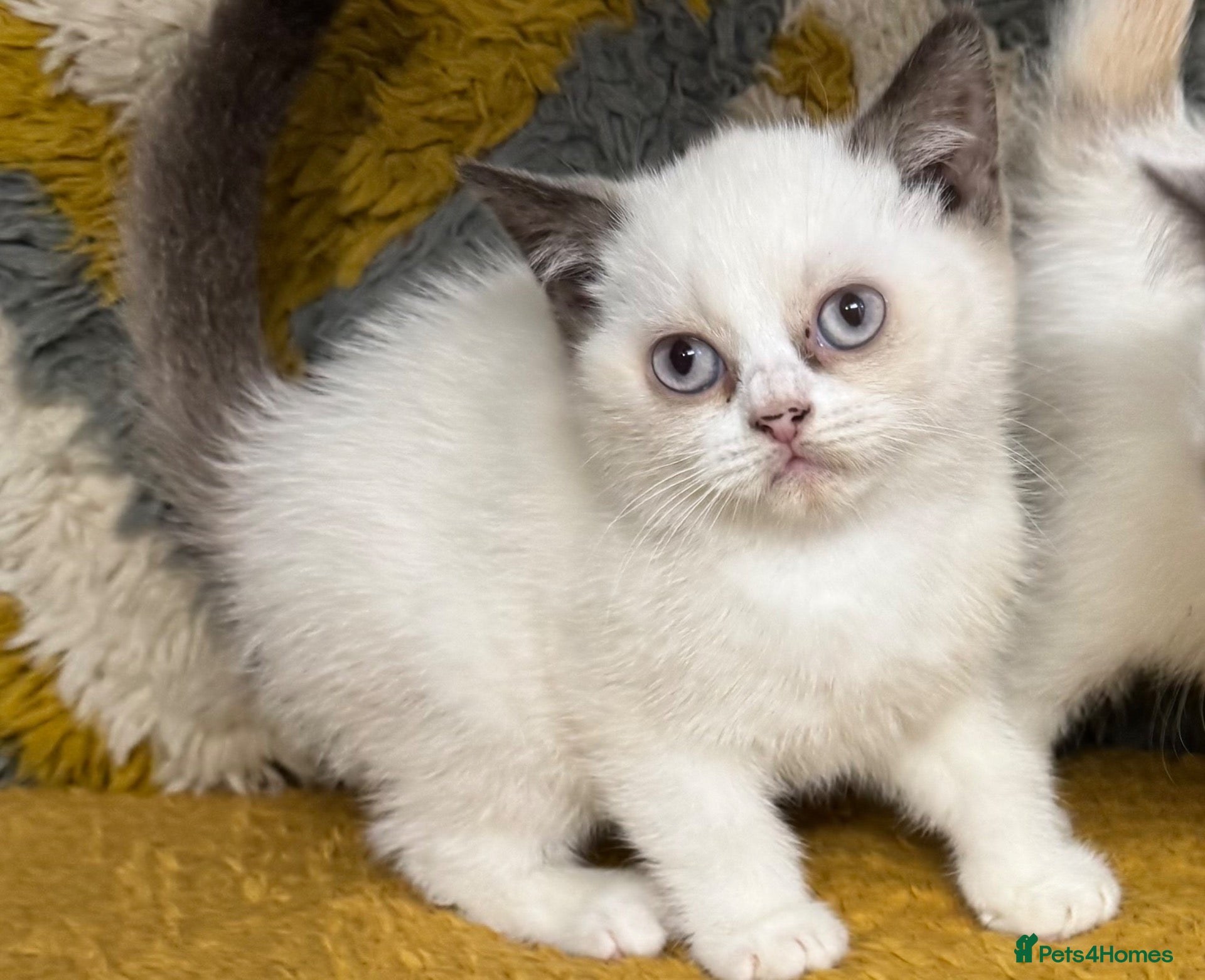 British Shorthair cats for sale: 1 left British shorthair kittens - Advert 15