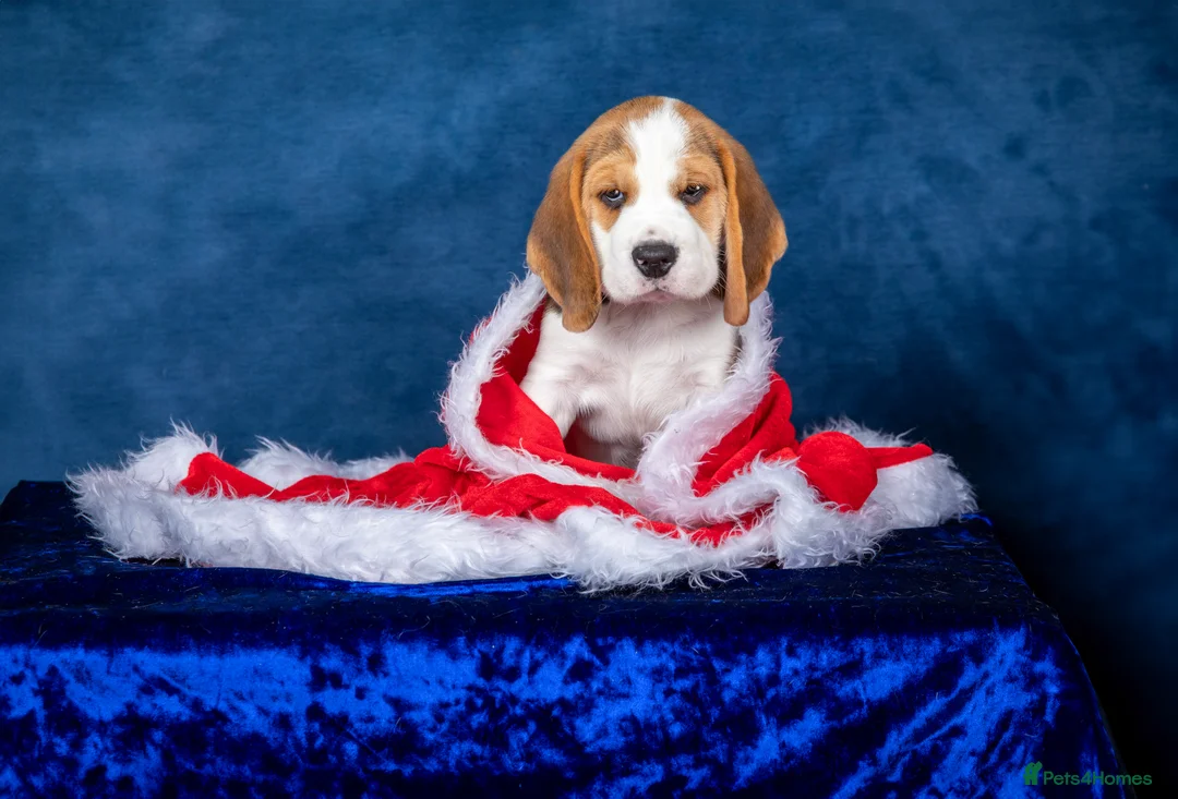 Beagle dogs for sale: CH Sired, Fully Health Tested, KC Reg, Beagle Pups - Advert 35