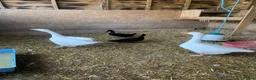 Geese poultry for sale: A pair of Emden geese  - Advert 1