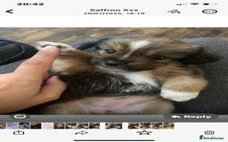 Mixed Breed dogs for sale: Lhasa Apso/ Jackhuahua puppies  - Image 15