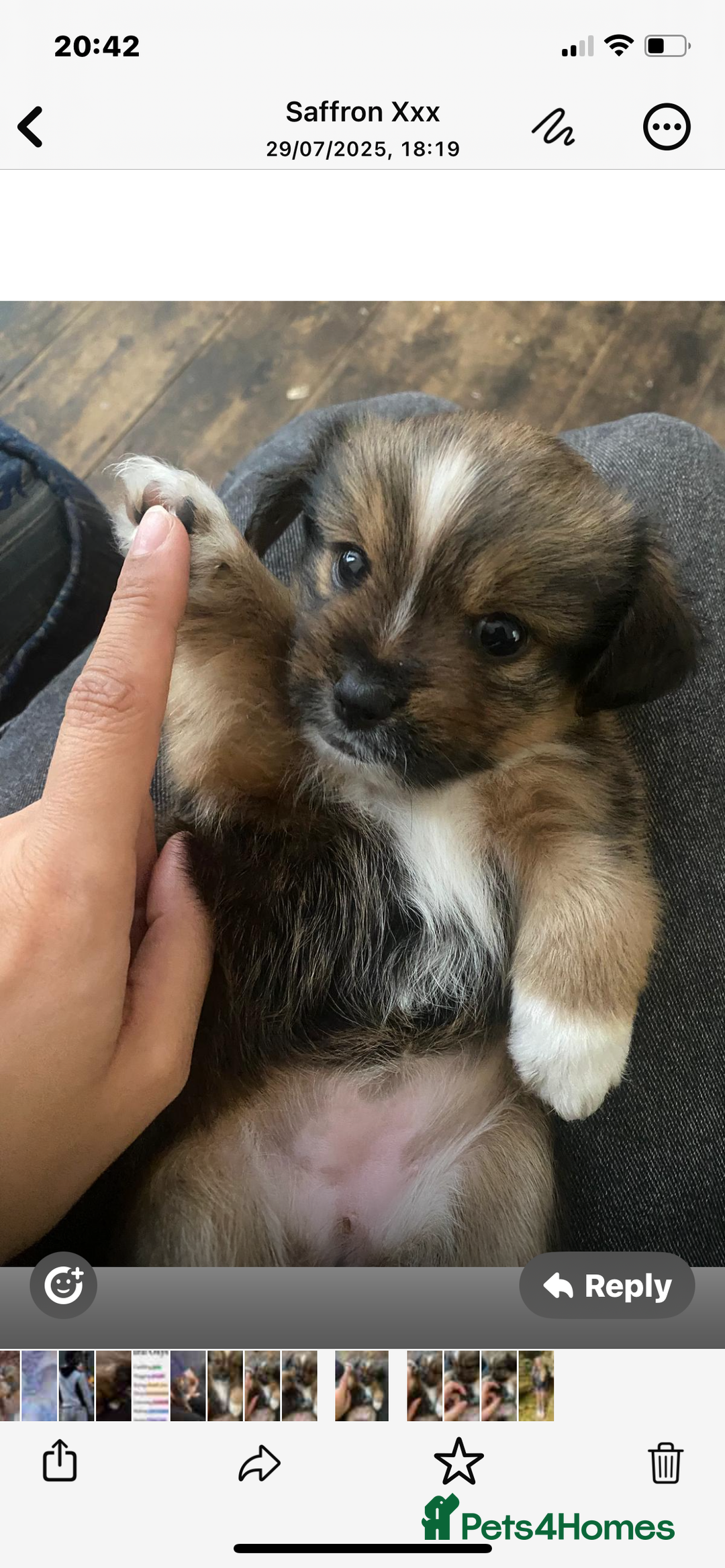 Mixed Breed dogs for sale: Lhasa Apso/ Jackhuahua puppies  - Image 15