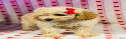 Toy Poodle dogs for sale: Beautiful toy poodles, ready now  - Advert 7