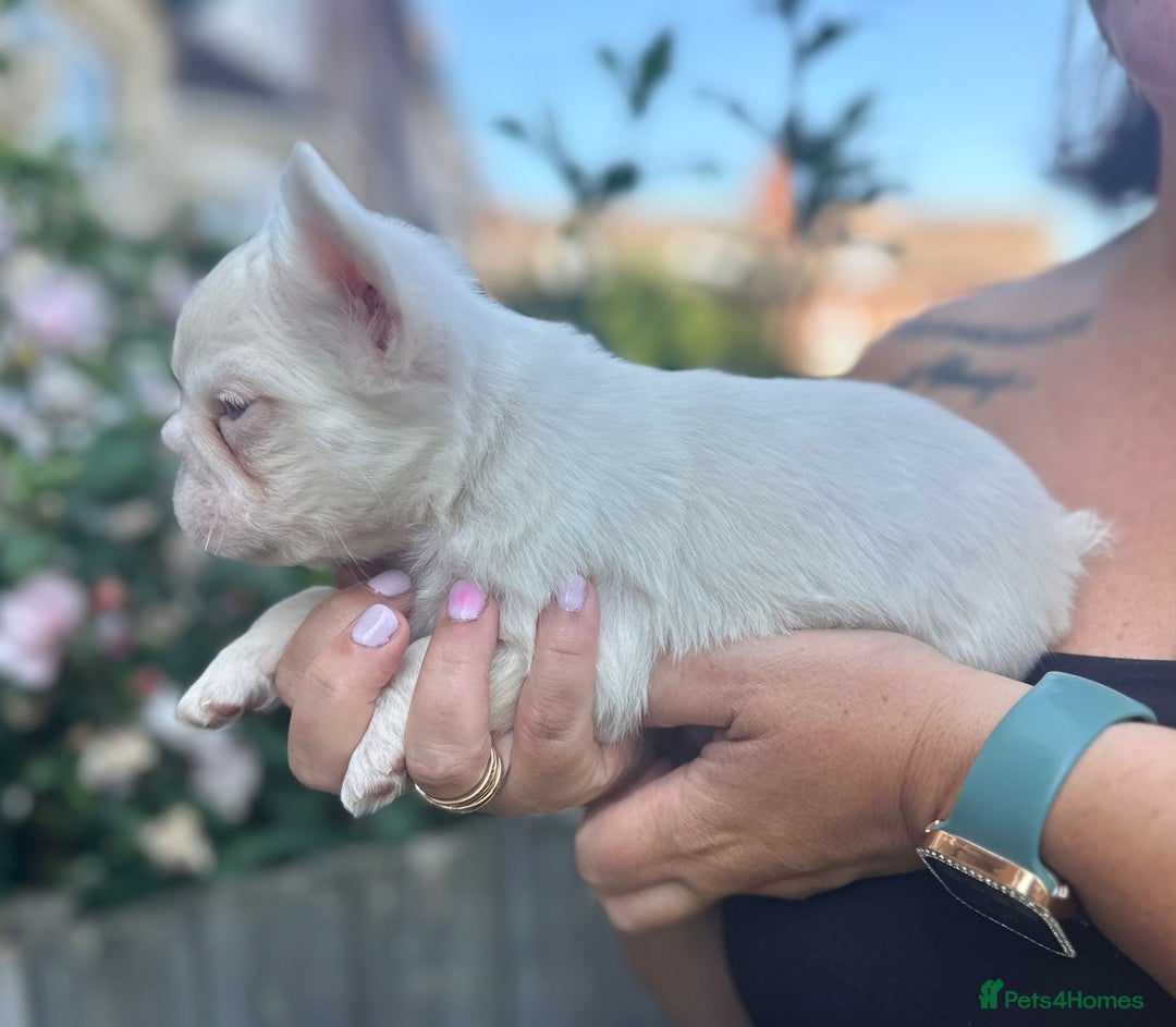 French Bulldog dogs for sale: Fluffy pink  - Image 4