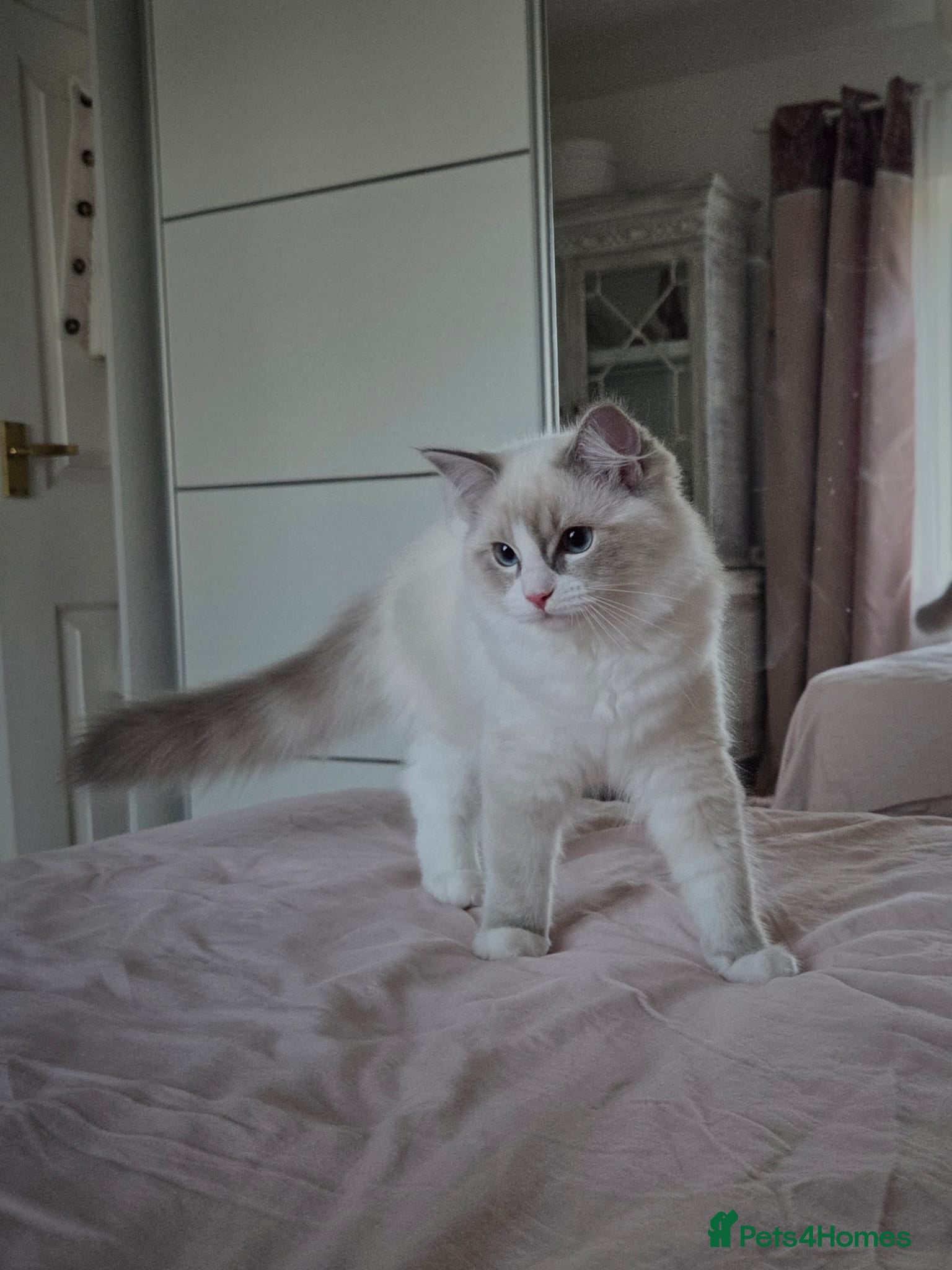 Ragdoll cats 2 TICA Ragdoll female - Advert 13
