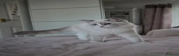 Ragdoll cats for sale:  TICA Ragdoll female - Advert 1