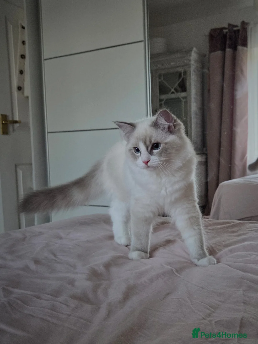 Ragdoll cats for sale:  TICA Ragdoll female - Advert 1