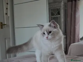 Ragdoll cats 2 TICA Ragdoll female - Advert 13