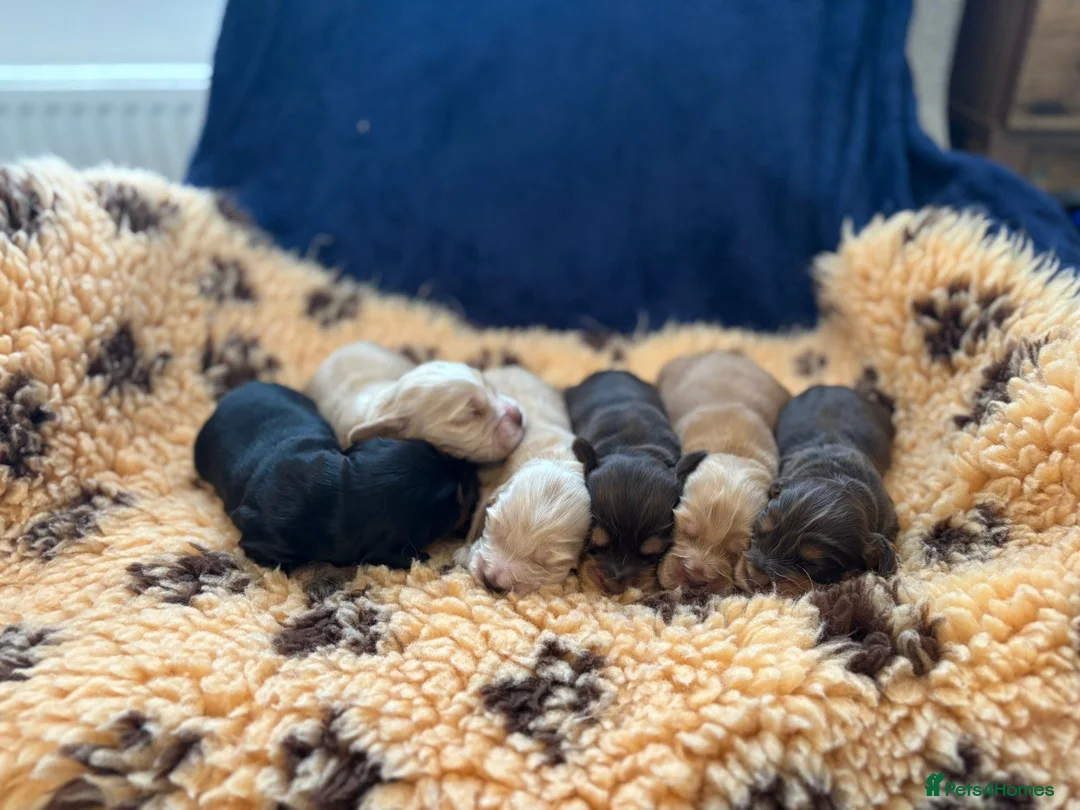 Cocker Spaniel dogs for stud: TRUE TO TYPE- Chocolate & Tan Show Cocker Spaniel in Holywell - Advert 24