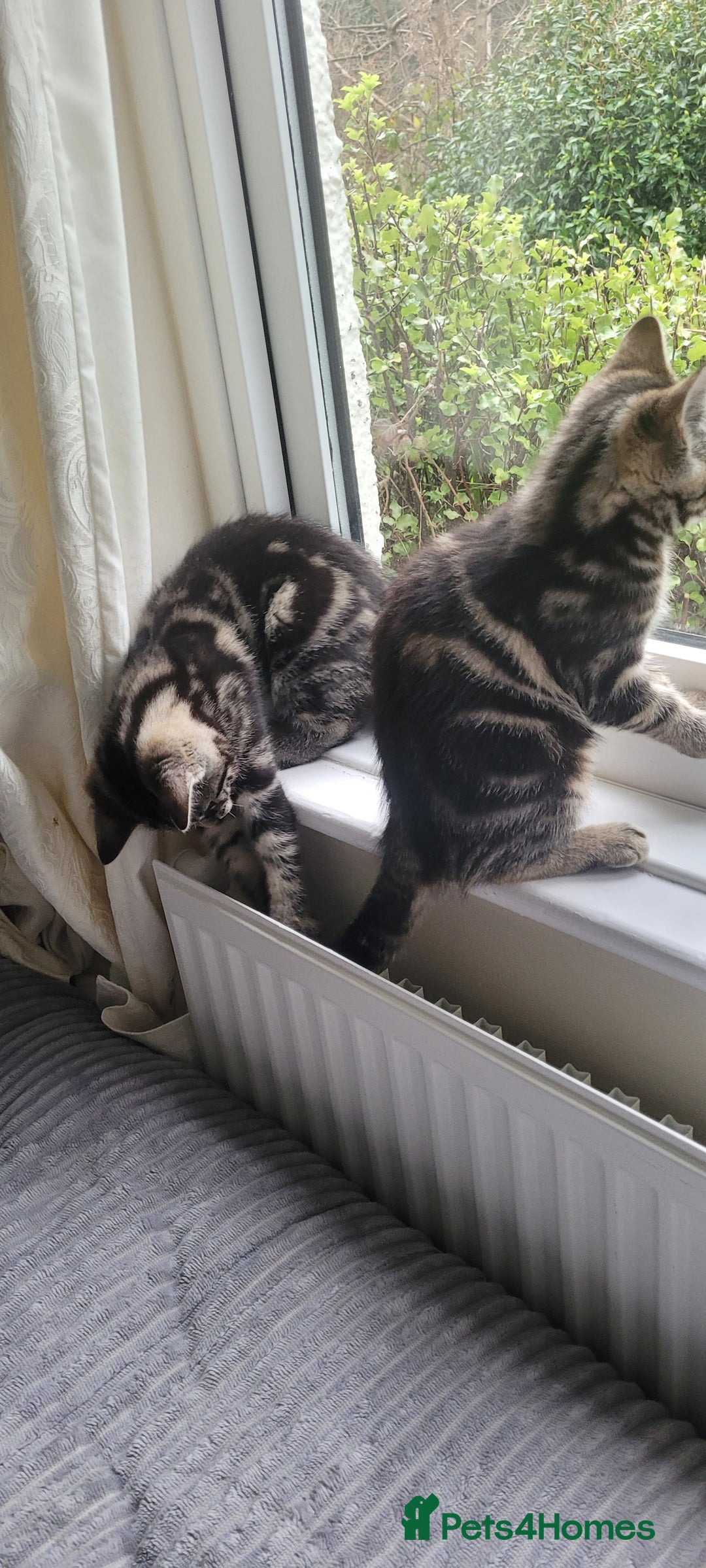 Domestic Shorthair cats for sale: Boy and girl adorable playful kittenns - Advert 5