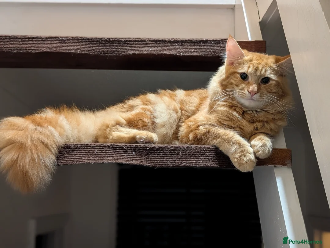 Maine Coon cats for sale: Maine coon kittens  - Advert 2