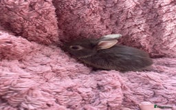 Lionhead rabbits for sale: Lionhead bunnies - Image 10