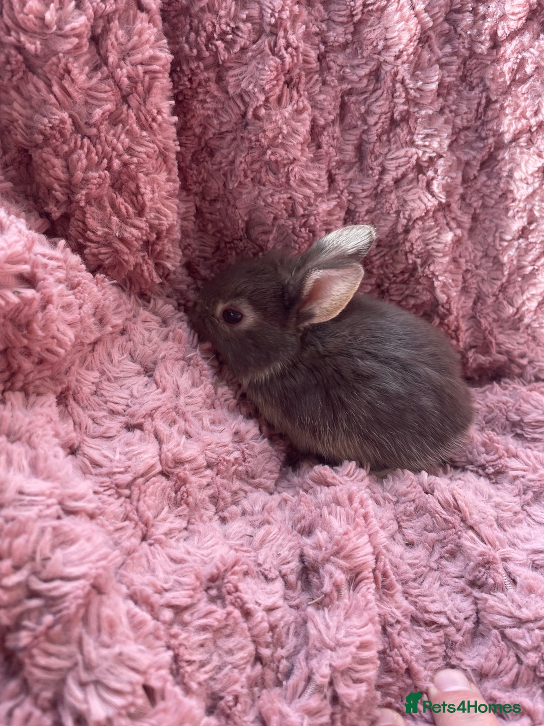 Lionhead rabbits for sale: Lionhead bunnies - Image 10