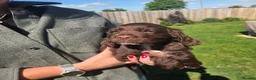 Cocker Spaniel dogs for sale: Cocker Spaniel Puppies in Launceston - Advert 17