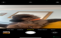 German Shepherd dogs for sale: German shepherd puppies - Stunning - Advert 5