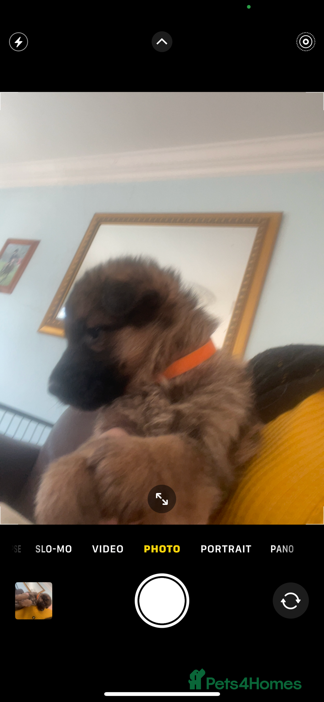 German Shepherd dogs for sale: German shepherd puppies - Stunning - Advert 5