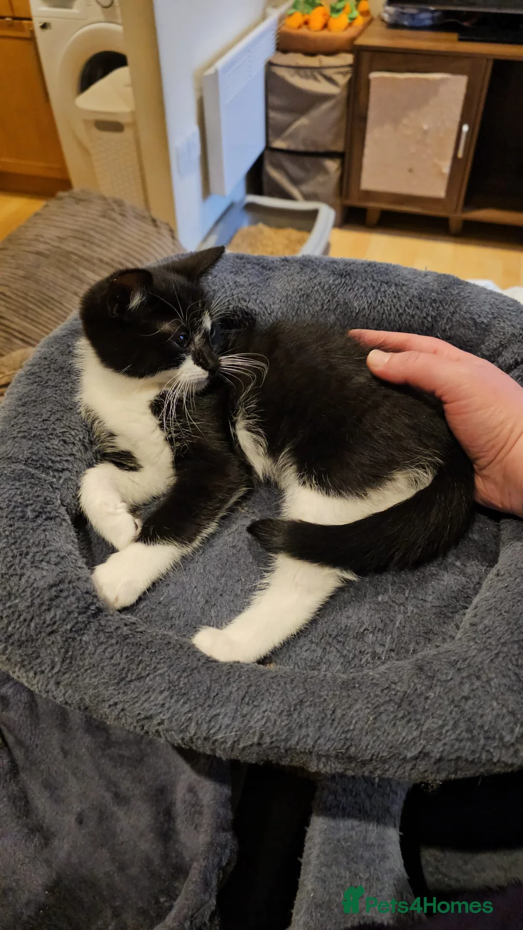 Mixed Breed cats for adoption: Bonded pair of rescue kittens ready for home - Advert 8