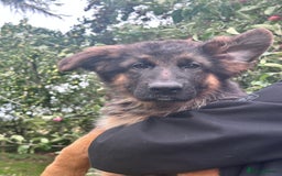 German Shepherd dogs for sale: World class German Shepherd for sale  - Image 1