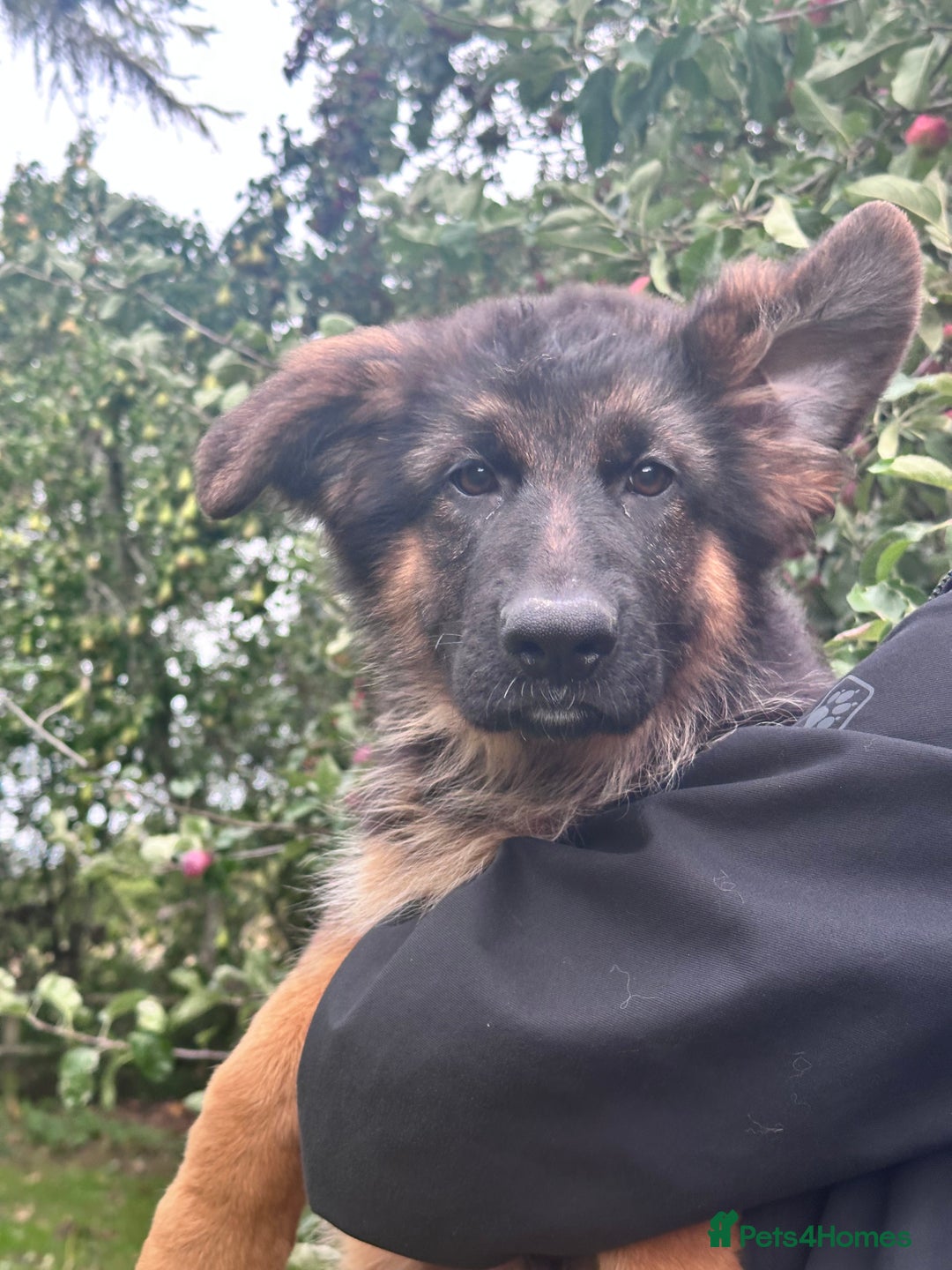 German Shepherd dogs for sale: World class German Shepherd for sale  - Image 1
